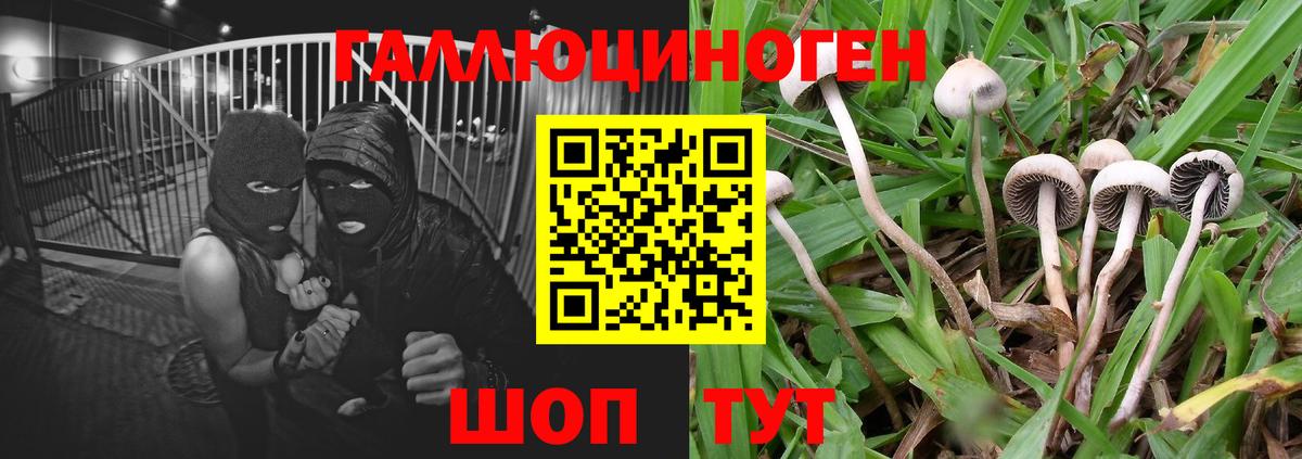 Псилоцибиновые грибы прущие грибы  Вход с VPN  Лениногорск 